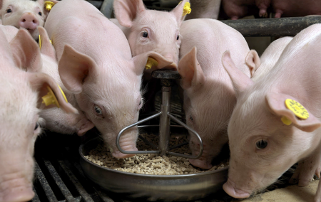 Hướng Dẫn Cách Chăm Sóc Heo Con Mới Sinh