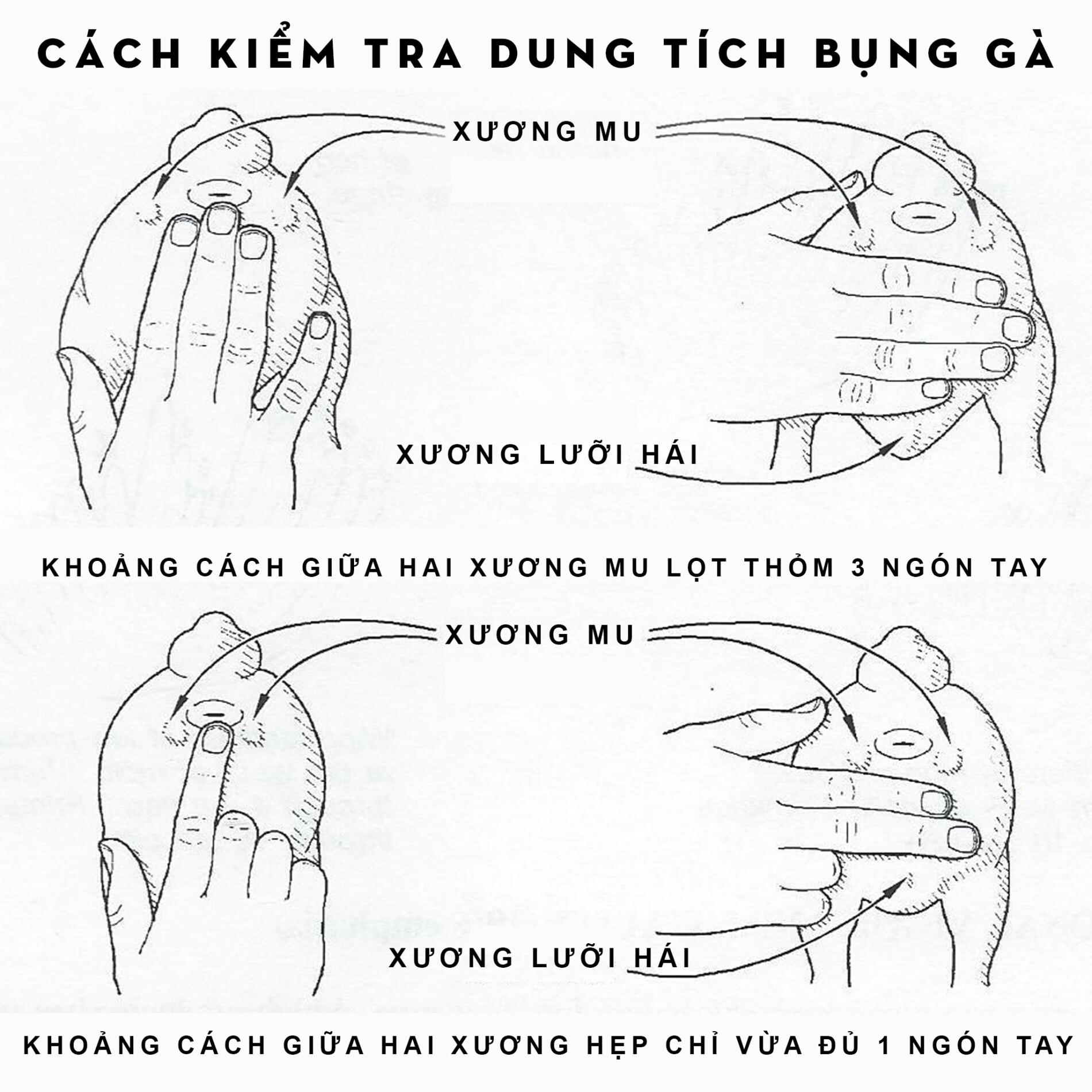 Bí Quyết Chọn Giống Gà Mái Đẻ Tăng Năng Suất Và Chất Lượng Trứng