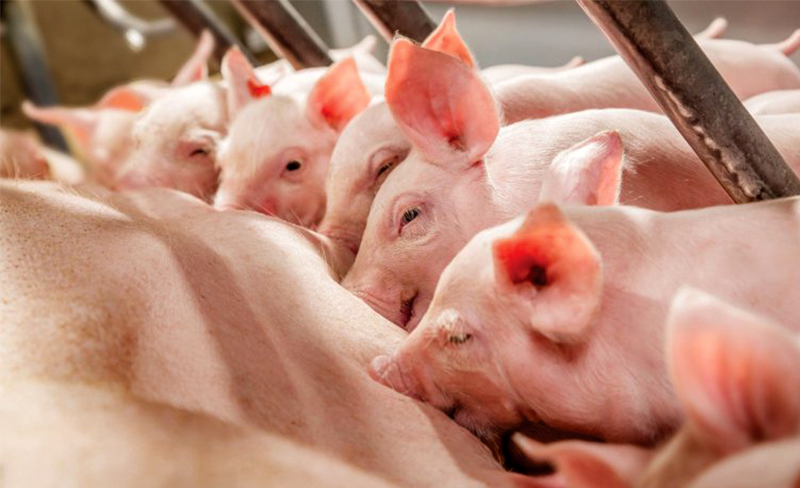 Hướng Dẫn Cách Chăm Sóc Heo Con Mới Sinh