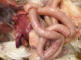 Tìm Hiểu Về Bệnh Viêm Ruột Hoại Tử Trên Gà