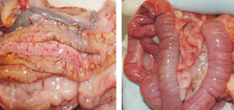 Giải pháp điều trị bệnh ký sinh trùng máu trên gà hiệu quả